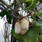 Gossypium herbaceum Mbuma