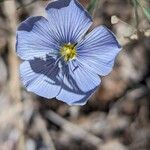 Linum lewisii 花