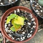 Dioscorea elephantipes Fuelha