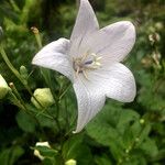 Platycodon grandiflorus Flower