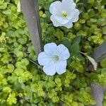 Petunia axillaris Blomst