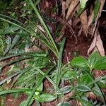 Cyperus costaricensis Hábito