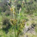 Carex pilulifera Õis
