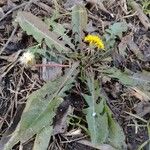 Taraxacum officinale Fruit