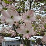 Cornus floridaപുഷ്പം