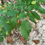 Carpinus caroliniana ഇല