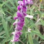 Salvia leucantha Flower