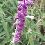 Salvia leucantha फूल