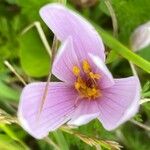 Colchicum alpinum Квітка