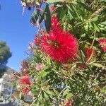 Callistemon coccineusКветка