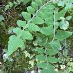 Sonchus gummifer Leaf