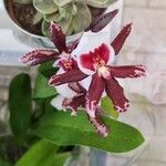 Oncidium crocidipterum Flor