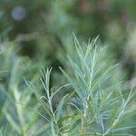 Salix rosmarinifolia Blatt