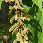 Acer davidii Flower