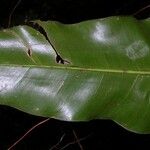 Philodendron aromaticum Yaprak