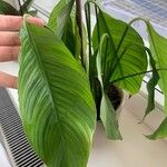 Spathiphyllum floribundumBlad