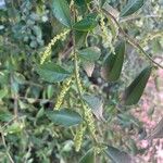 Acalypha siamensis Leaf