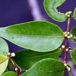 Myrciaria floribunda Feuille