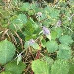 Clinopodium vulgare Hoja