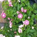 Catharanthus roseusBlüte