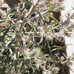 Echium asperrimum Leaf