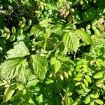 Rubus ferus Folha