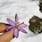 Crocus corsicus Flower