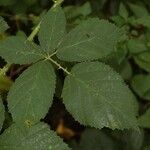 Rubus albiflorus Levél