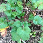 Pelargonium inodorum 整株植物