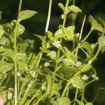 Stellaria ovata Кветка