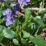 Viola × uechtritziana Elinympäristö