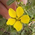 Tribulus cistoidesFlower