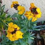 Erysimum × cheiri Floare