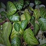 Episcia cupreata ᱥᱟᱠᱟᱢ