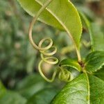 Passiflora caerulea 樹皮
