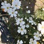 Gypsophila elegans 整株植物