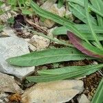 Tolpis staticifolia Foglia