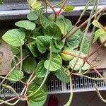 Peperomia albovittata Ліст