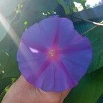 Ipomoea indicaBlomma