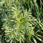 Artemisia annuaপাতা