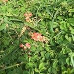 Indigofera spicata Virág