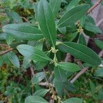 Azara uruguayensis List