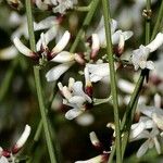 Retama monosperma Flower