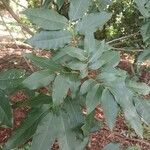Talisia esculenta Leaf