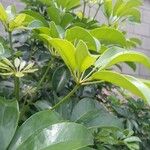 Schefflera arboricola葉