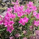 Azalea alpina [Kalmia procumbens]Flower