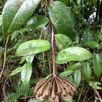 Marcgravia umbellata Annet