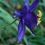 Aquilegia confusa