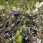 Veronica bellidioides Blad