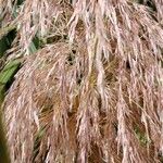 Cortaderia selloana Fleur